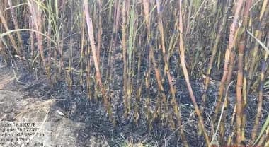 लोंबकळणाऱ्या विद्युत तारांमुळे नायगाव येथे ६ एकर ऊस जळून खाक; ठिबक संच जळाल्याने तीन शेतकऱ्यांचे मोठे नुकसान