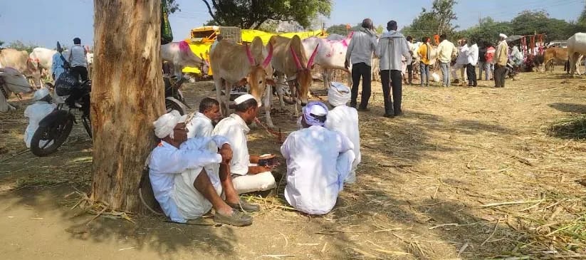 दुष्काळाच्या तीव्र झळा; साळेगाव बाजारात पशुधनाची मोठी आवक, जनावरांचे भाव कोसळल्याने बळीराजा हवालदिल