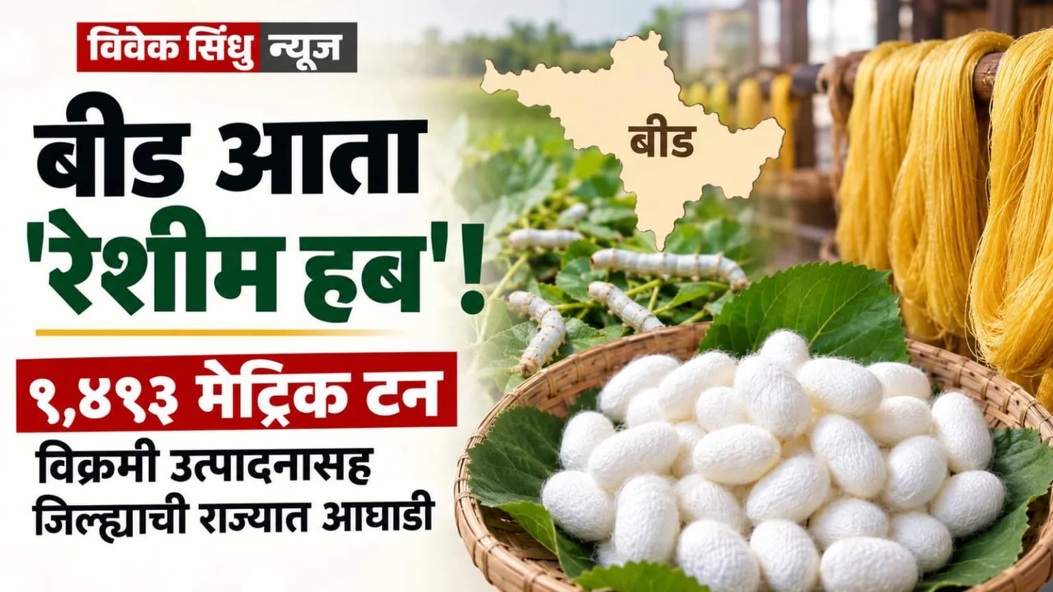 बीड आता 'रेशीम हब'! १,४९३ मेट्रिक टन विक्रमी उत्पादनासह जिल्ह्याची राज्यात आघाडी