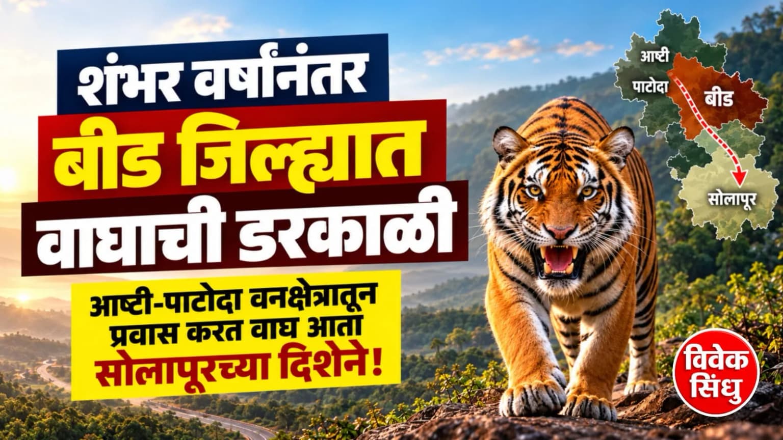 शंभर वर्षांनंतर बीड जिल्ह्यात वाघाची डरकाळी; आष्टी-पाटोदा वनक्षेत्रातून प्रवास करत वाघ आता सोलापूरच्या दिशेने!