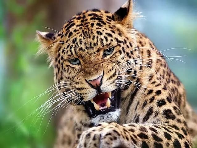 बीड-अहिल्यानगर महामार्गावरील कानिफनाथ घाटात बिबट्याचे दर्शन; प्रवाशांमध्ये दहशत