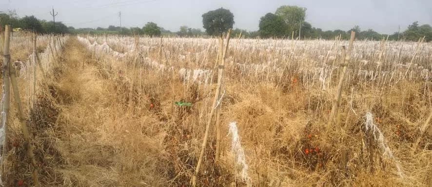 दुष्काळाचा भीषण तडाखा: पाण्याअभावी दोन एकरांतील टोमॅटोची बाग करपली; अडीच लाखांचे कर्ज डोक्यावर घेऊन शेतकरी हवालदिल
