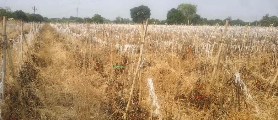 दुष्काळाचा भीषण तडाखा: पाण्याअभावी दोन एकरांतील टोमॅटोची बाग करपली; अडीच लाखांचे कर्ज डोक्यावर घेऊन शेतकरी हवालदिल