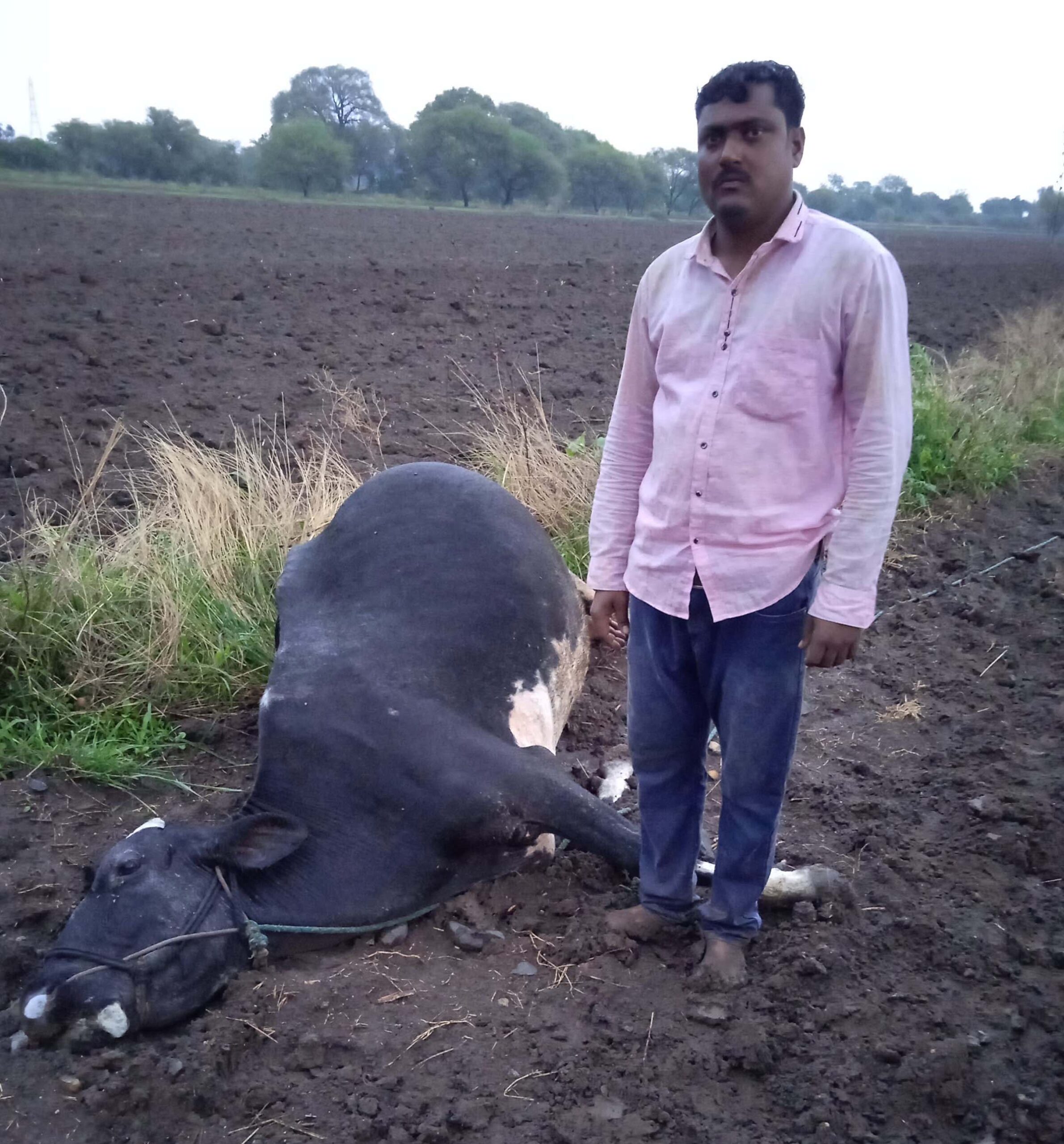 वीज पडून कुंबेफळला गाय ठार