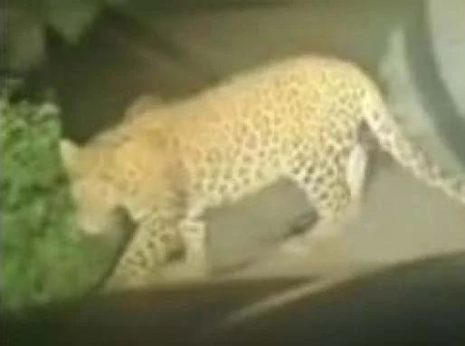 बिबट्याची दहशत महामार्गच अडवला