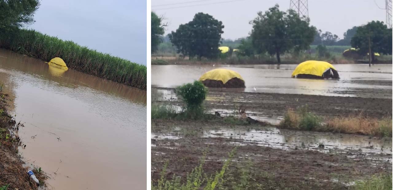 अंबाजोगाई तालुक्यात मुसळधार पाऊस; सोयाबीनचे ढिगे पाण्यात
