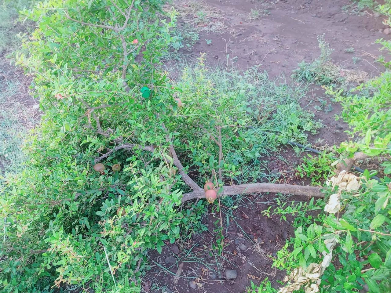 धारूर तालुक्यात गांवदरा, अंबेवडगाव परिसरात जोरदार अवकाळी पाऊस