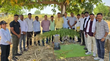 ज्वारीच्या पिकात गांजाची शेती करणाऱ्या ६० वर्षीय वृद्धाला गेवराई पोलिसांनी ठोकल्या बेड्या