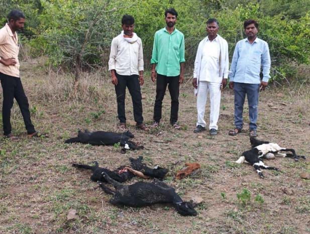 अज्ञात प्राण्याच्या हल्ल्यात नऊ शेळ्या ठार