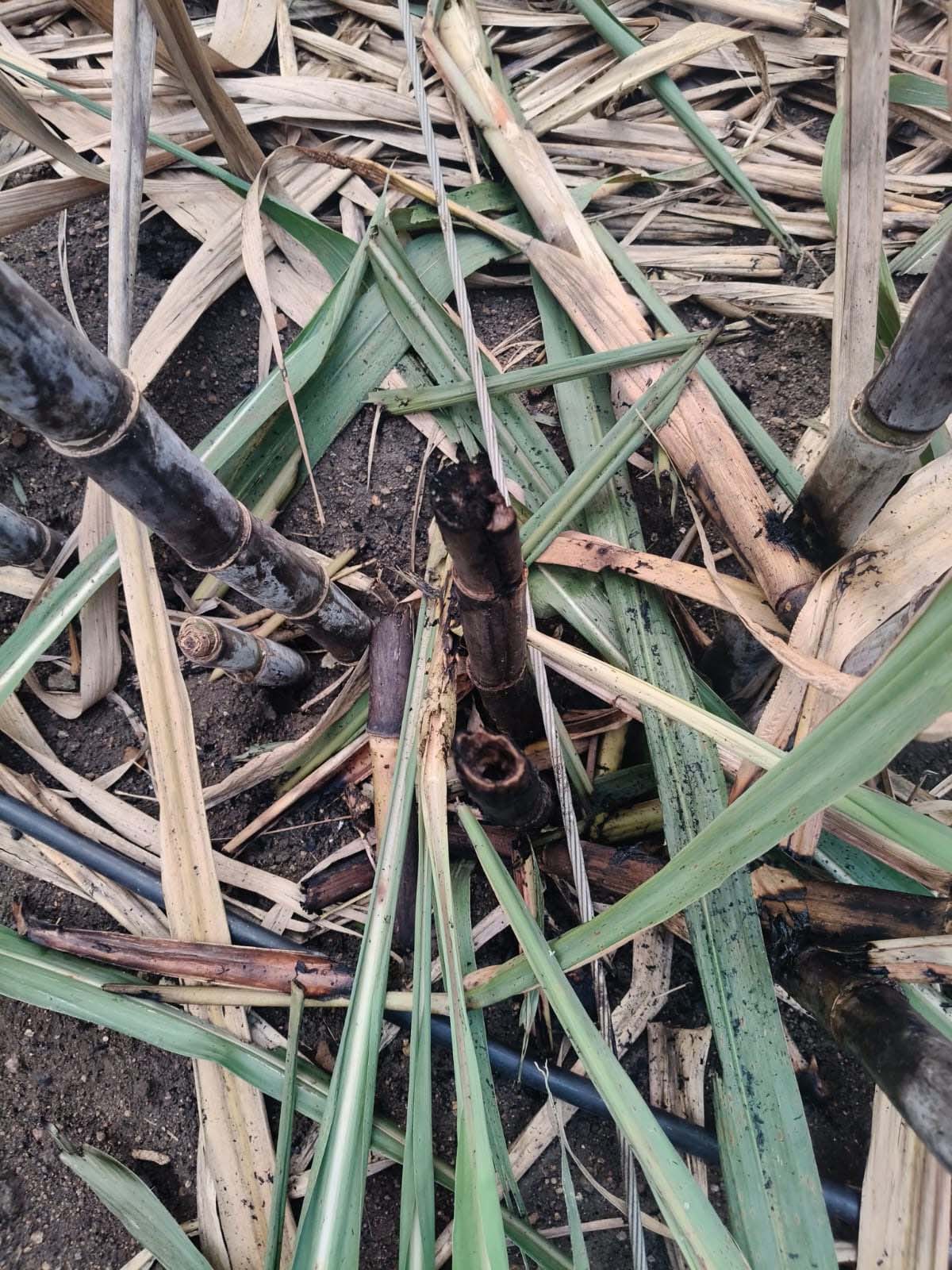 विद्युत तार तुटून पडल्याने ऊस पिकाचे नुकसान