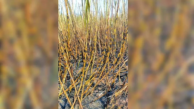 तळणेवाडी शिवारात तीस एकर ऊसाला आग