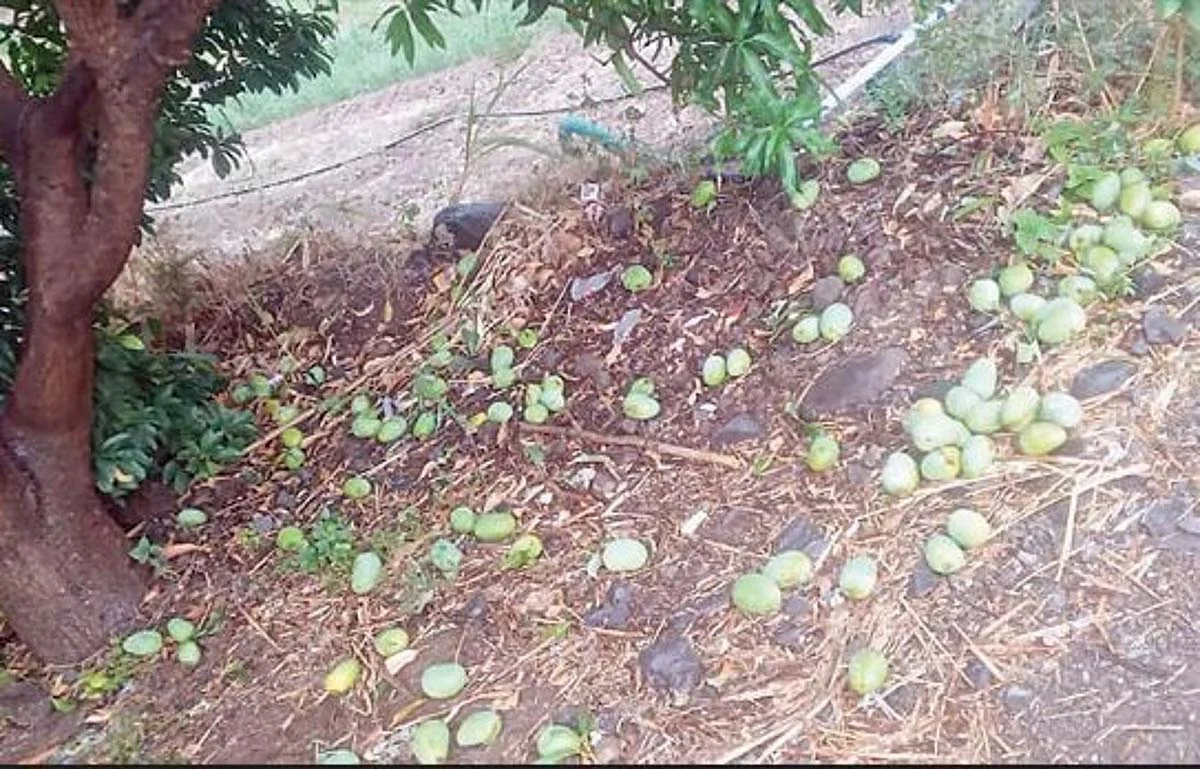 केज तालुक्यात विजेच्या कडकडाटासह अवकाळी पावसाचे तांडव