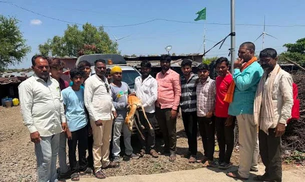कुत्र्याच्या हल्ल्यात हरिण जखमी