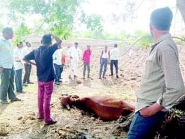 वीज पडून बैल ठार; चिंचोटी शिवारातील घटना