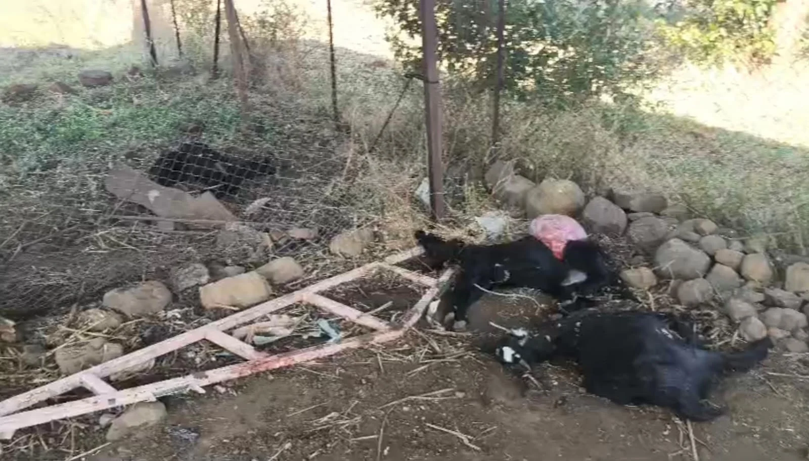 हिंस्त्र श्वापदाने पाडला सात शेळ्यांचा फडशा; डोंगर पिंपळा परिसरात दहशत