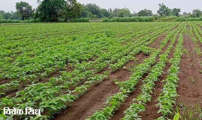 अंबाजोगाई तालुक्यात पावसाचे प्रमाण कमीच