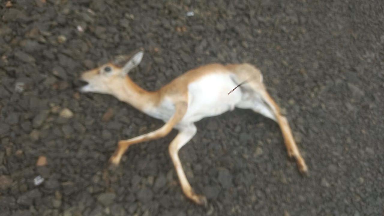 अज्ञात वाहनाच्या धडकेने हरणाचा मृत्यू