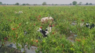 ढोबळी मिरचीला भाव नसल्याने पिकात सोडल्या शेळ्या अन् मेंढ्या
