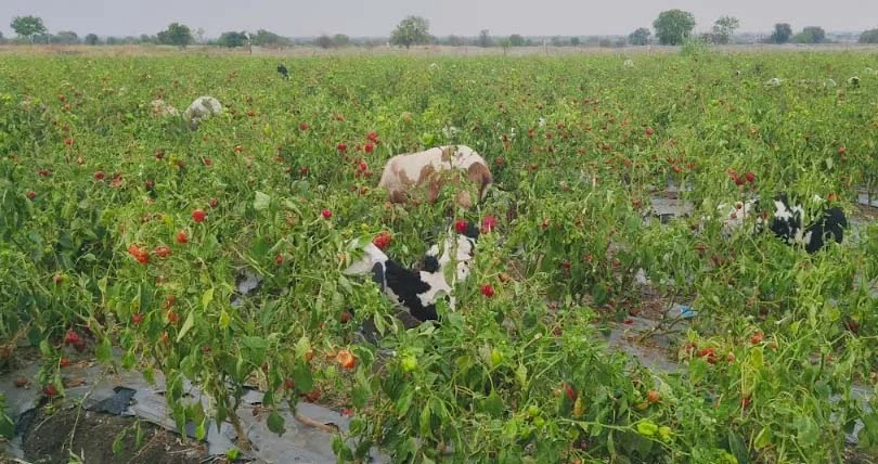 ढोबळी मिरचीला भाव नसल्याने पिकात सोडल्या शेळ्या अन् मेंढ्या