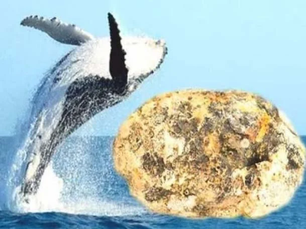 'व्हेल’च्या उलटीची तस्करी करणारा गजाआड