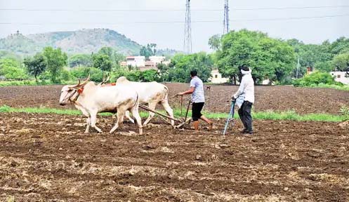 आठ दिवस पावसाचा खंड; 67 टक्के पेरणी रखडल्याने शेतकरी चिंताग्रस्त