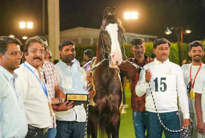 नाशिकात झालेल्या अश्व प्रदर्शनात केजच्या राणाचा डंका