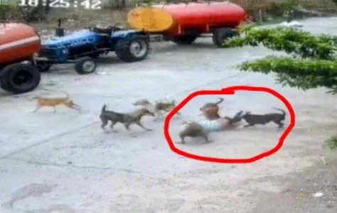 बीडमध्ये भटक्या कुत्र्यांच्या हल्ल्यात चार वर्षीय बालक जखमी