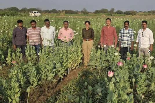 युसुफवडगाव ठाण्याच्या हद्दीत सातेफळ शिवारात कांद्याच्या पिकात अफूची लागवड 