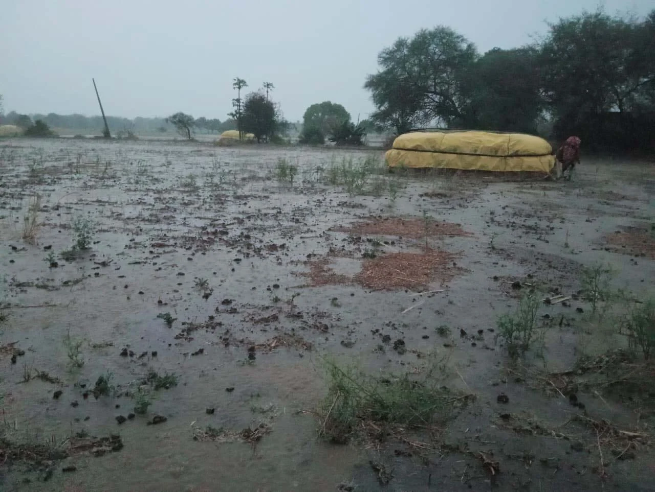 अंबाजोगाई तालुक्याला गारपिटीचा तडाखा; उभ्या पिकांची धूळधाण, शेतकरी हवालदिल