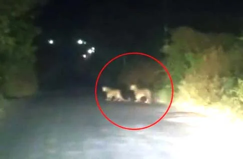 डोईठाण-आष्टी रस्त्यावर दोन बिबट्यांचा 'नाइट वॉक'; शेतकरी, प्रवाशांमध्ये दहशत!