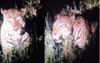 जंगल सोडून बिबट्याचा थेट शेतकर्‍याच्या घराजवळ वावर