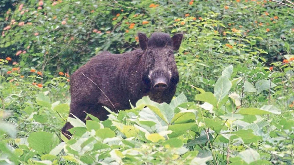 एका रात्रीत एकरभर पिके फस्त केल्याने बळीराजा संकटात