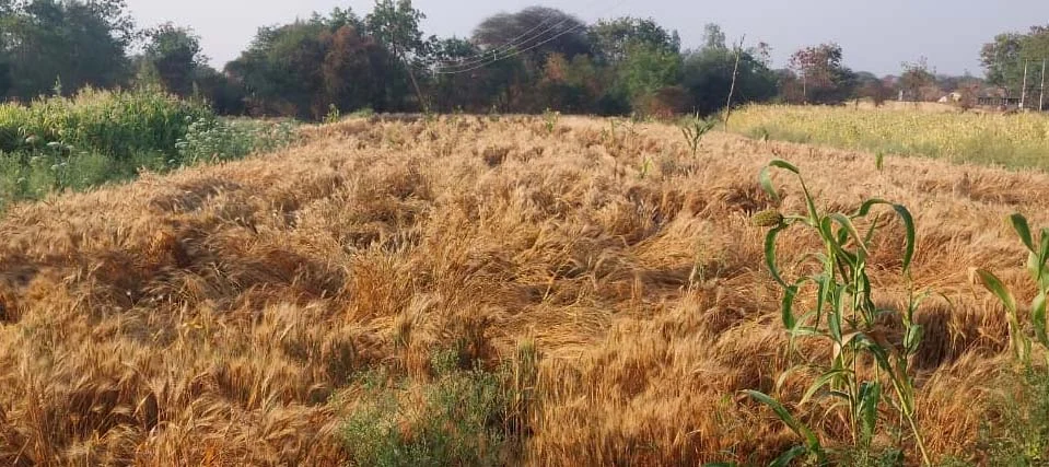 सततच्या अवकाळी पावसाने उभी पिके जमिनीच्या खाली