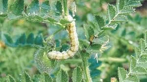 हरभरा पिकावर घाटेअळीचा प्रादुर्भाव; पिकाला फटका