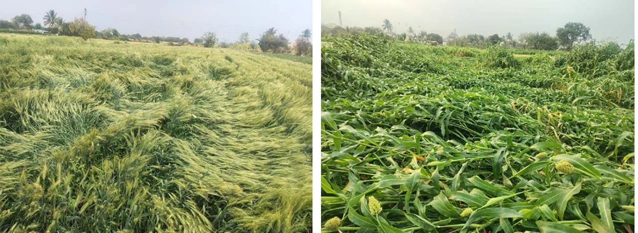 अंबाजोगाई तालुक्यात अवकाळी पाऊस; पीके भुईसपाट