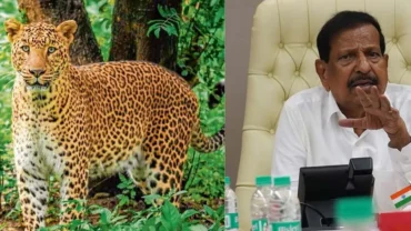 मानवी वस्तीत शिरणारा बिबट्या आता ‘नरभक्षक’ श्रेणीत; स्वसंरक्षणार्थ मारल्यास कारवाई नाही!