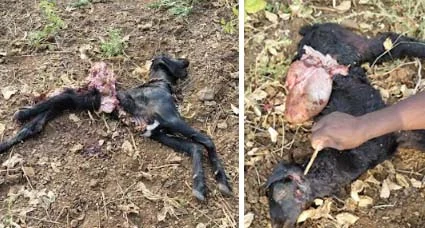 लांडग्यांच्या हल्ल्यात बोकडासह पाच शेळ्यांचा मृत्यू