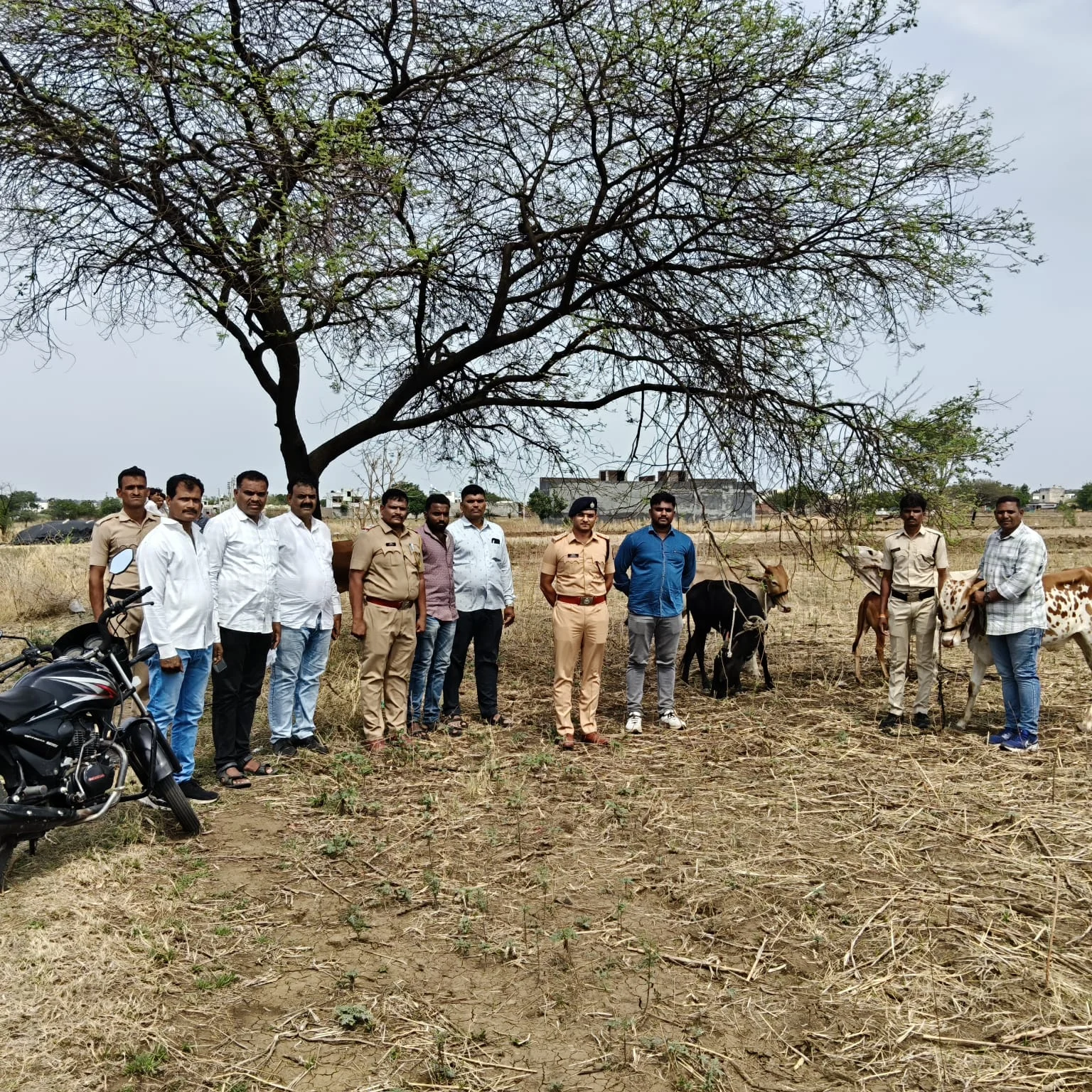 केज येथे कत्तलीसाठी डांबून ठेवलेल्या आठ गोवावशीय प्राण्यांची सुटका