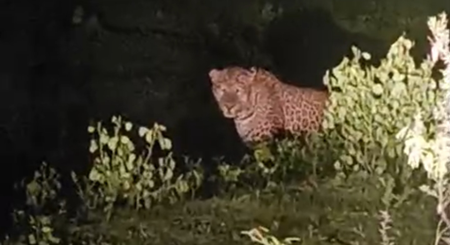 मांडवा पठाण परिसरात बिबट्याचा धुमाकूळ; ग्रामस्थांत प्रचंड दहशत