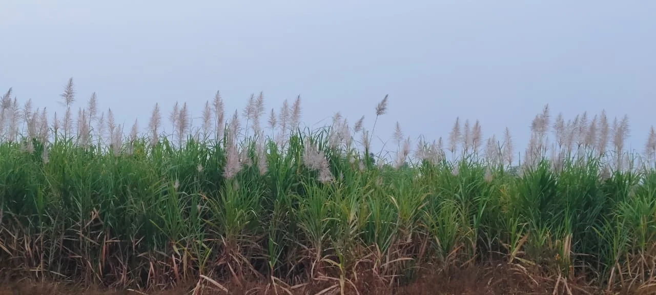 अंबाजोगाईत उसाला आले तुरे; उत्पादनात ३० टक्क्यांपर्यंत घट होण्याची भीती, बळीराजा चिंतेत