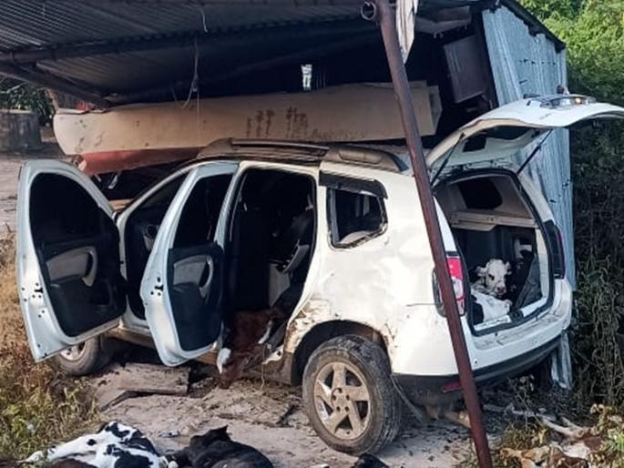 अपघातातून उघड झाली नवजात वासरांची अमानुष तस्करी!