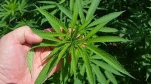 *डागवडी-पांगरा परिसरात गांजाची लागवड; अमळनेर पोलिसांची कारवाई, आरोपी ताब्यात*