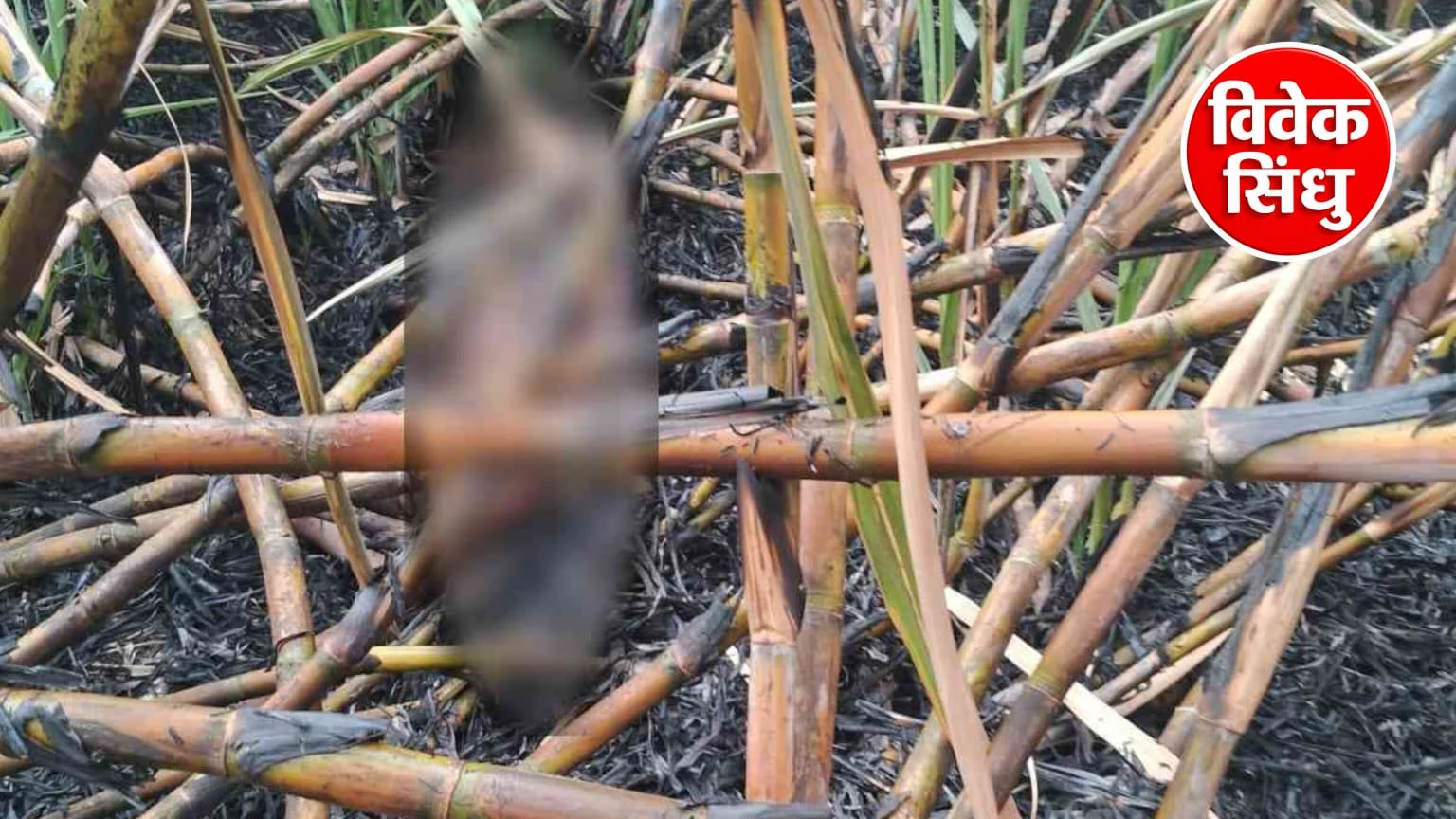 आजारपणातून आत्महत्येचा प्राथमिक संशय