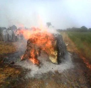 कापणी करून ठेवलेल्या राजम्याच्या गंजीला अज्ञातांनी आग लावली