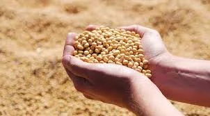 सोयाबीन खरेदीला १२ फेब्रुवारीपर्यंत मुदतवाढ; १२ लाख टनांचे उद्दिष्ट गाठण्याचे सरकारसमोर मोठे आव्हान!