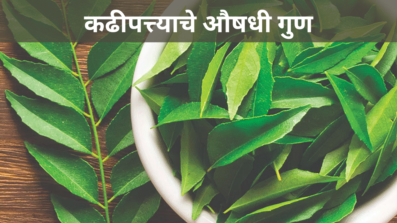 कढीपत्त्याचे ‘हे’ औषधी गुण आपल्याला माहिती आहेत काय ?